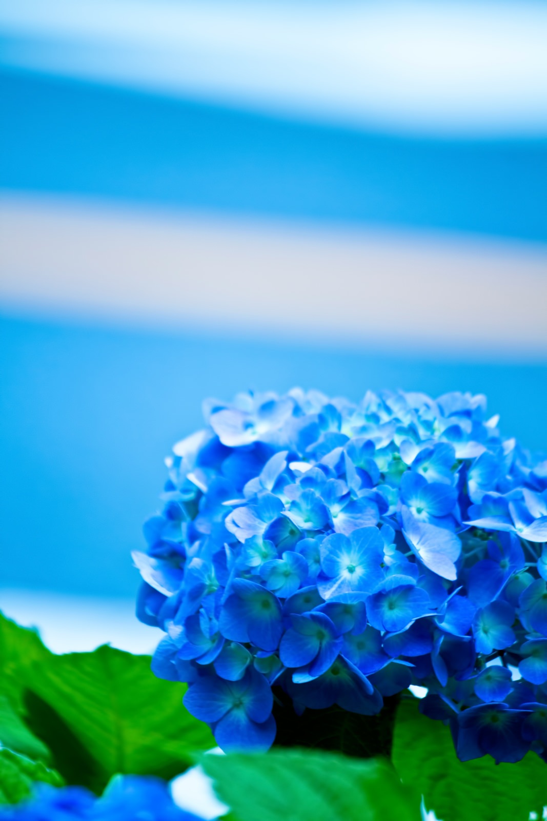 青い紫陽花の花青い紫陽花の花