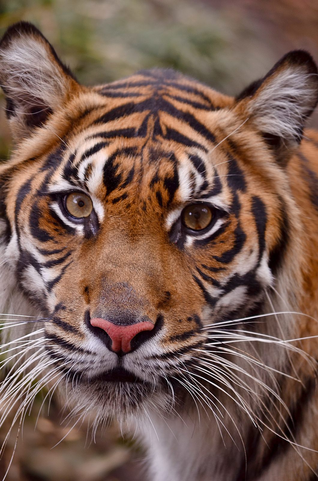 虎の顔｜ぱくたそフリー写真素材