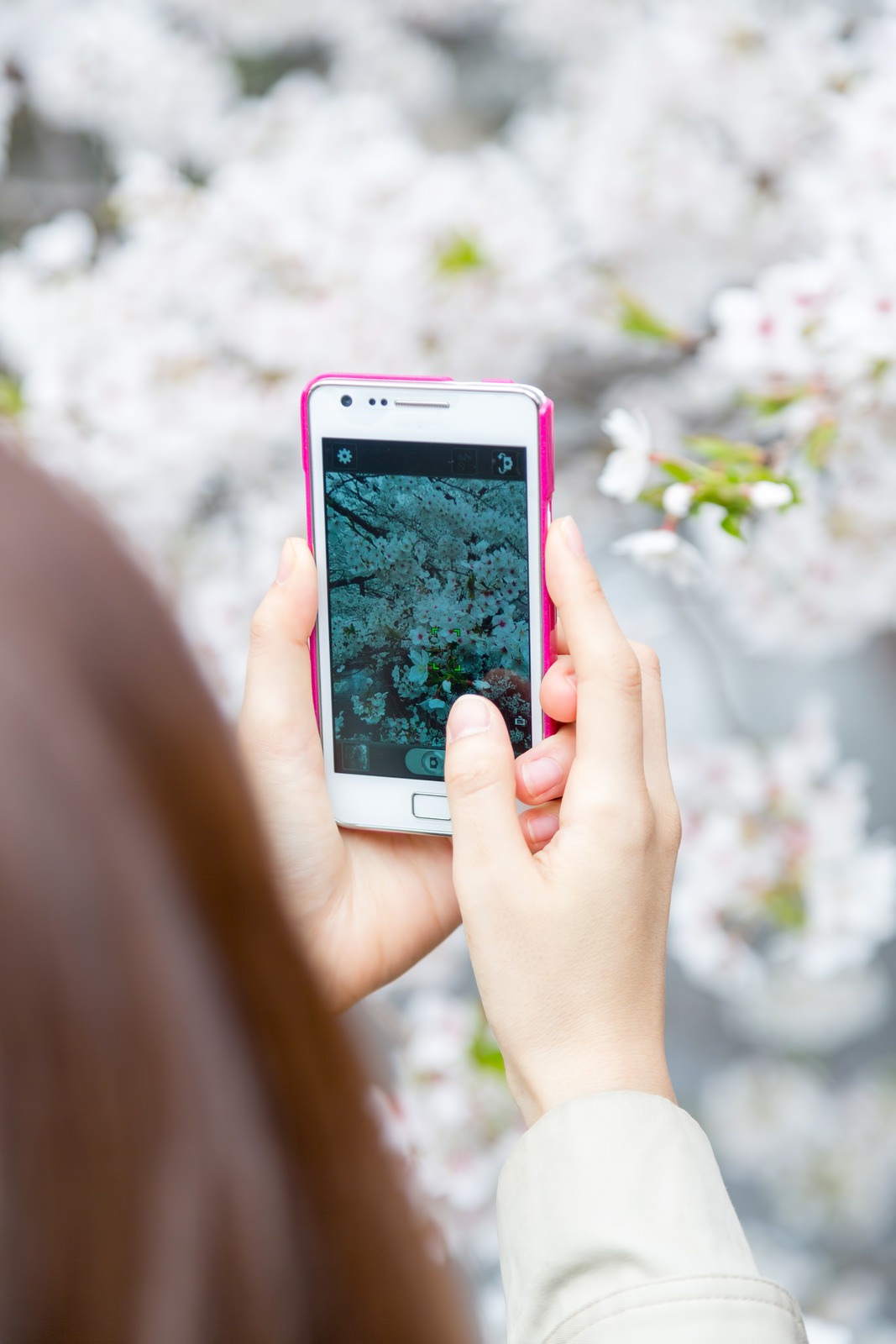 スマホで桜を撮る女性スマホで桜を撮る女性