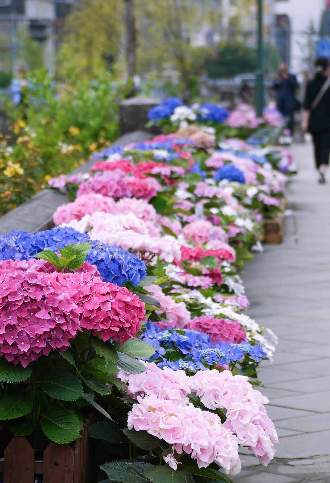 道端に咲いた紫陽花道端に咲いた紫陽花