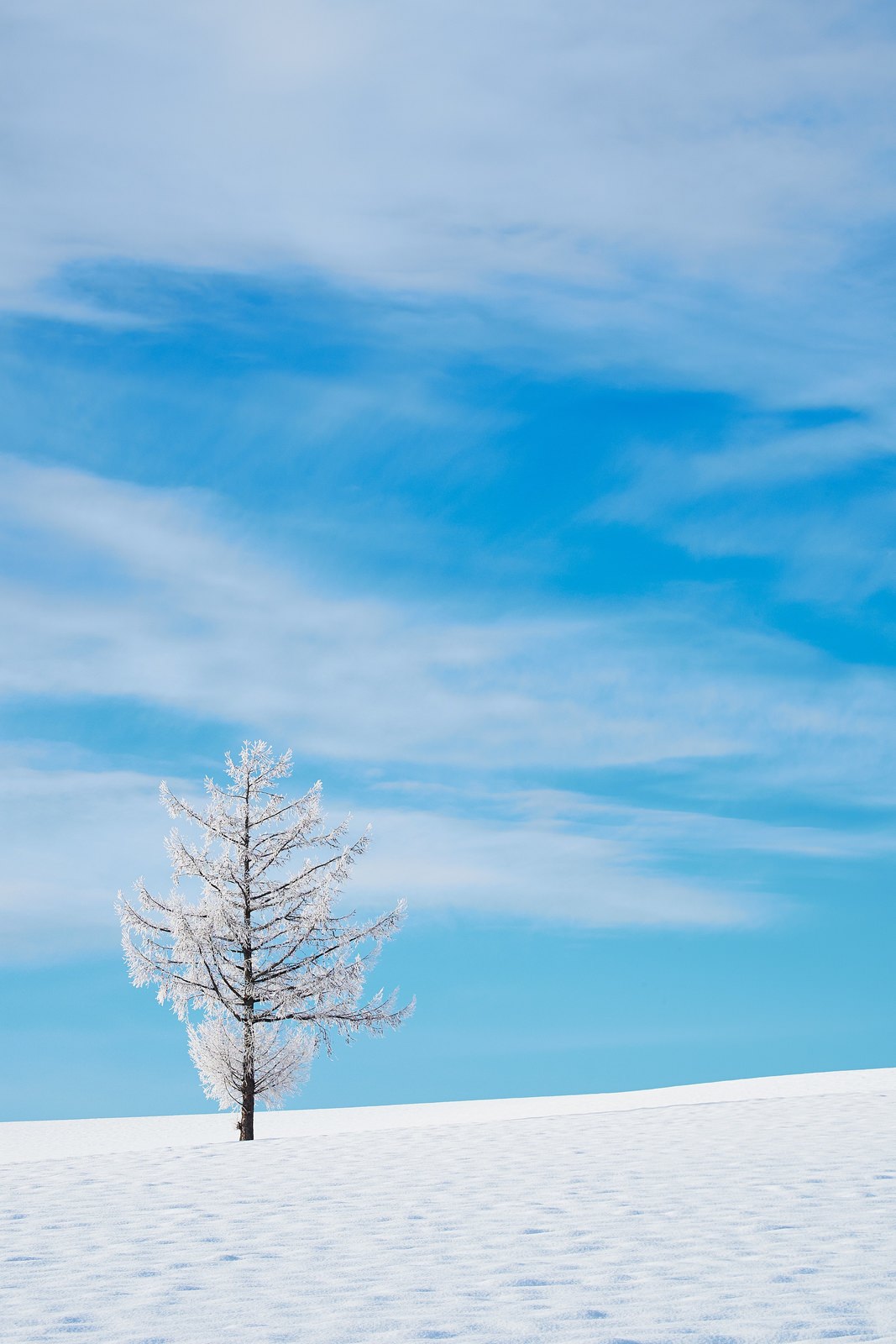 雪の中の一本の木雪の中の一本の木