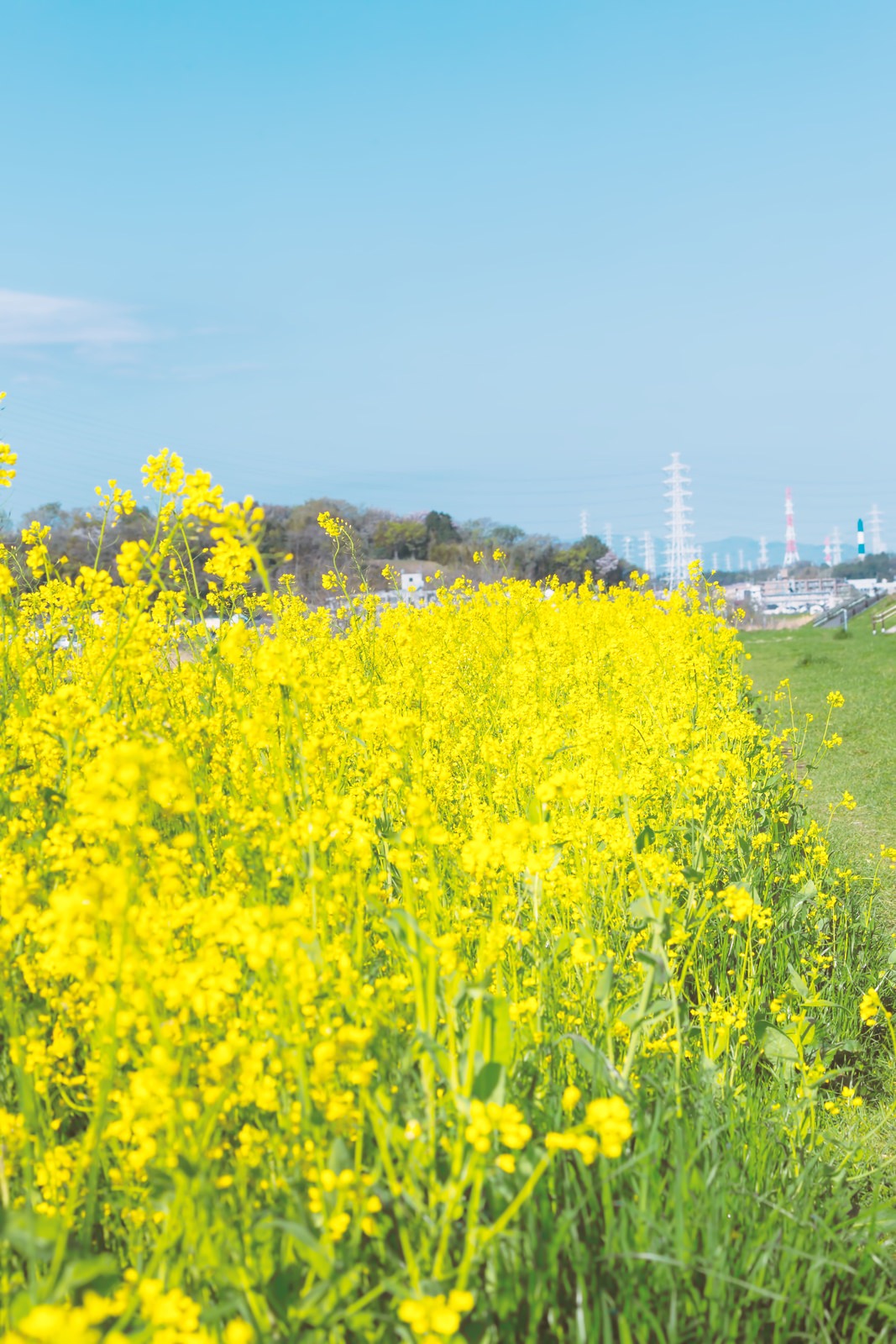 河川に咲く菜の花河川に咲く菜の花