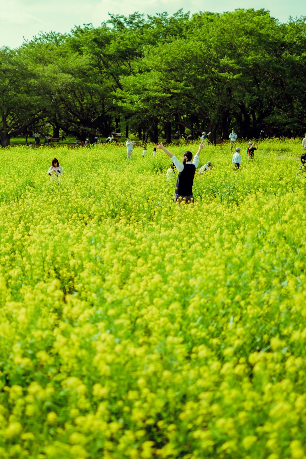 満開の菜の花畑と楽しむ人たち満開の菜の花畑と楽しむ人たち