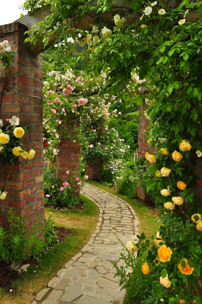 秘密の小径（ローズ）｜フリー写真素材・無料ダウンロード-ぱくたそ