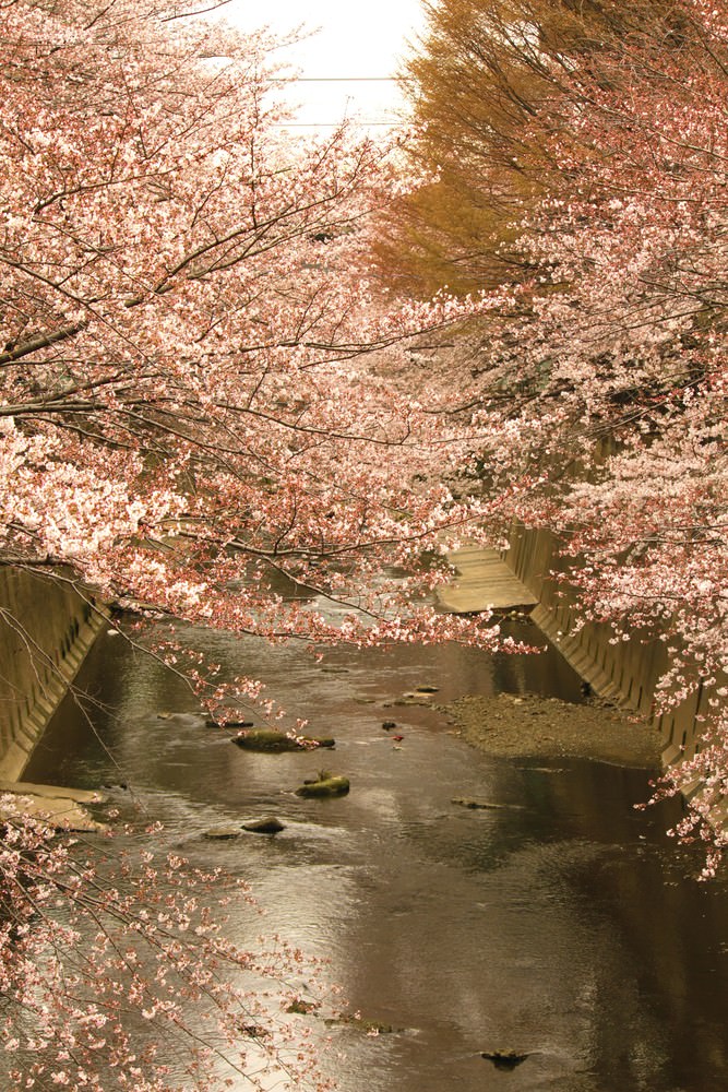 板橋十景 石神井川の桜