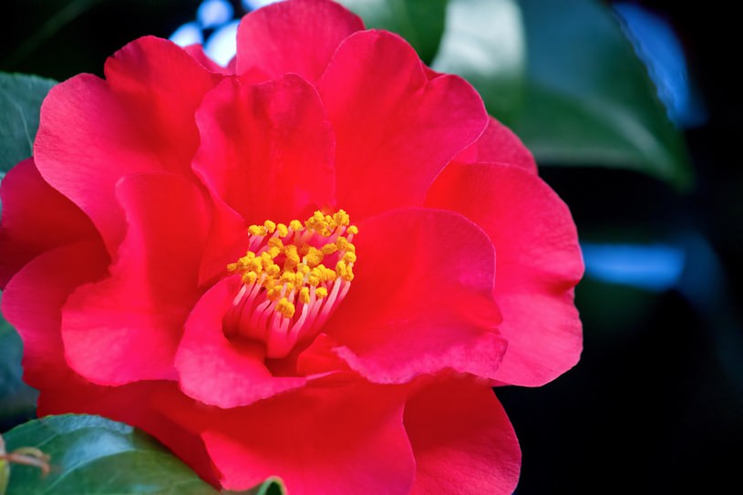 真っ赤な椿の花｜フリー写真素材・無料ダウンロード-ぱくたそ