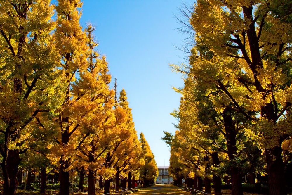 慶応大学の紅葉した銀杏並木｜フリー写真素材・無料ダウンロード-ぱくたそ