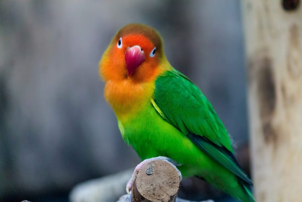 バカにした表情のインコの写真素材