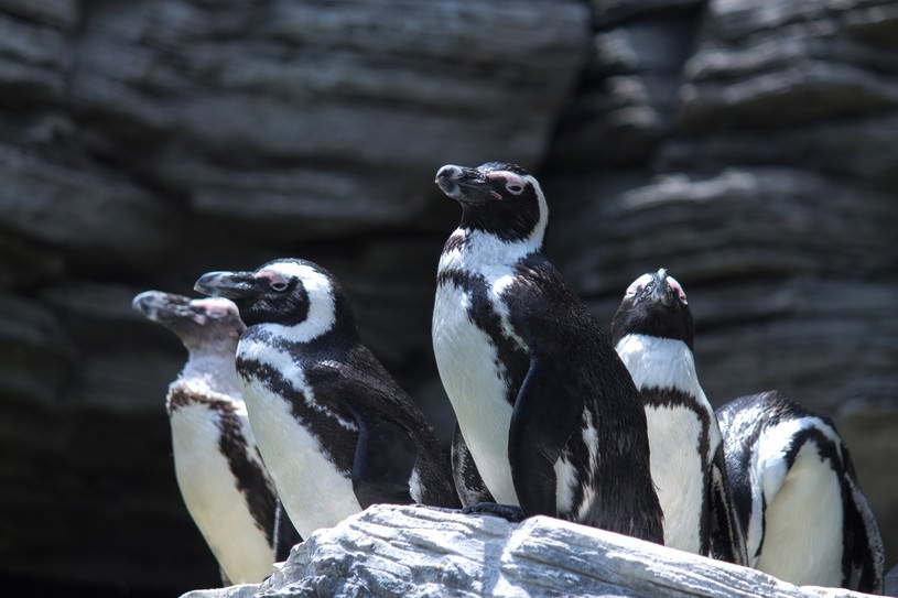 岩の上に溜まるペンギン