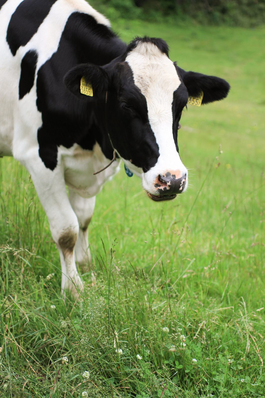 牛素材 フリー Unsereins