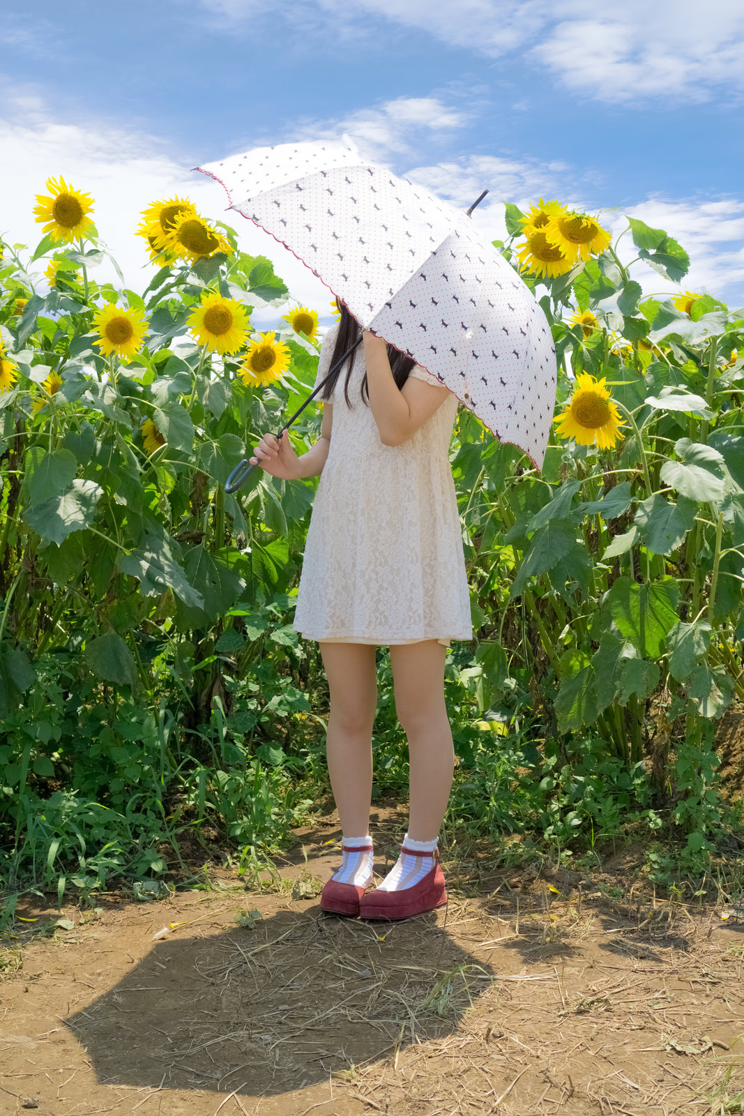 ひまわり畑と日傘少女のフリー素材