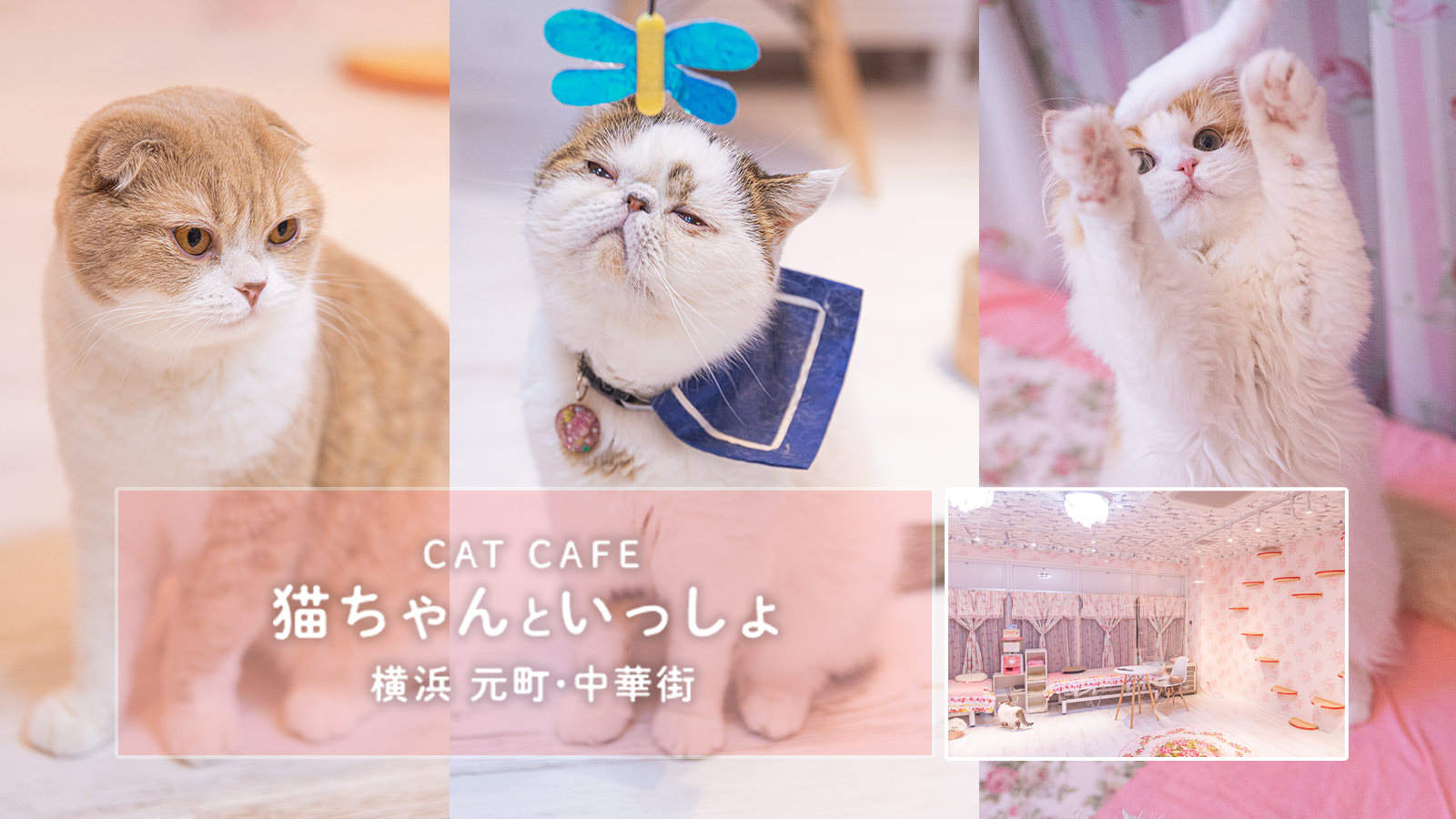 映える猫カフェ 猫ちゃんといっしょ に行ってきました ぱくたそ公式ブログ 映える猫カフェ 猫ちゃんといっしょ に行ってきました ぱくたそ公式ブログ