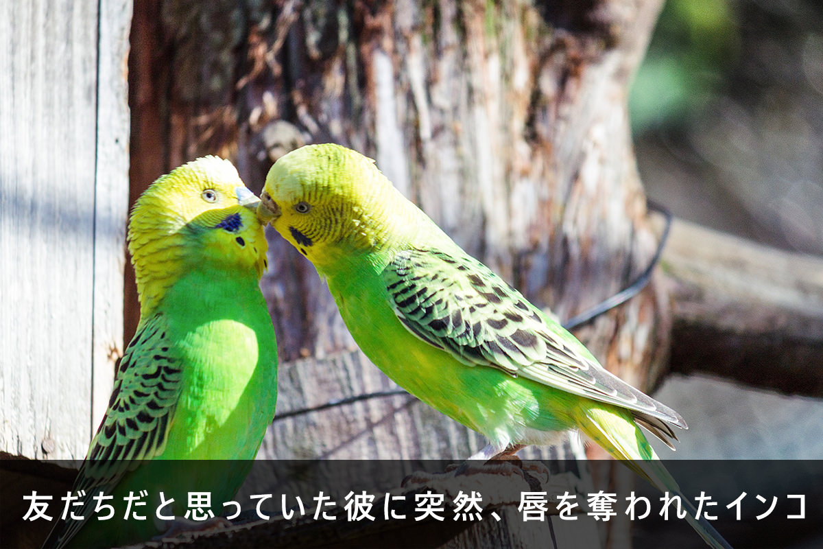 写真ごとのタイトルも楽しみのひとつ
