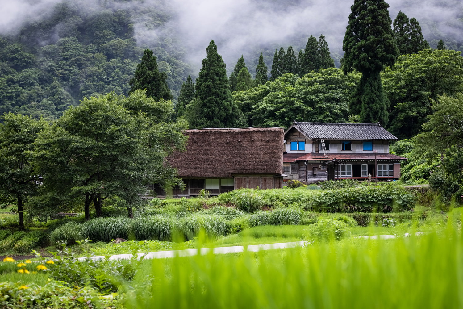 緑に包まれた相倉集落の写真素材