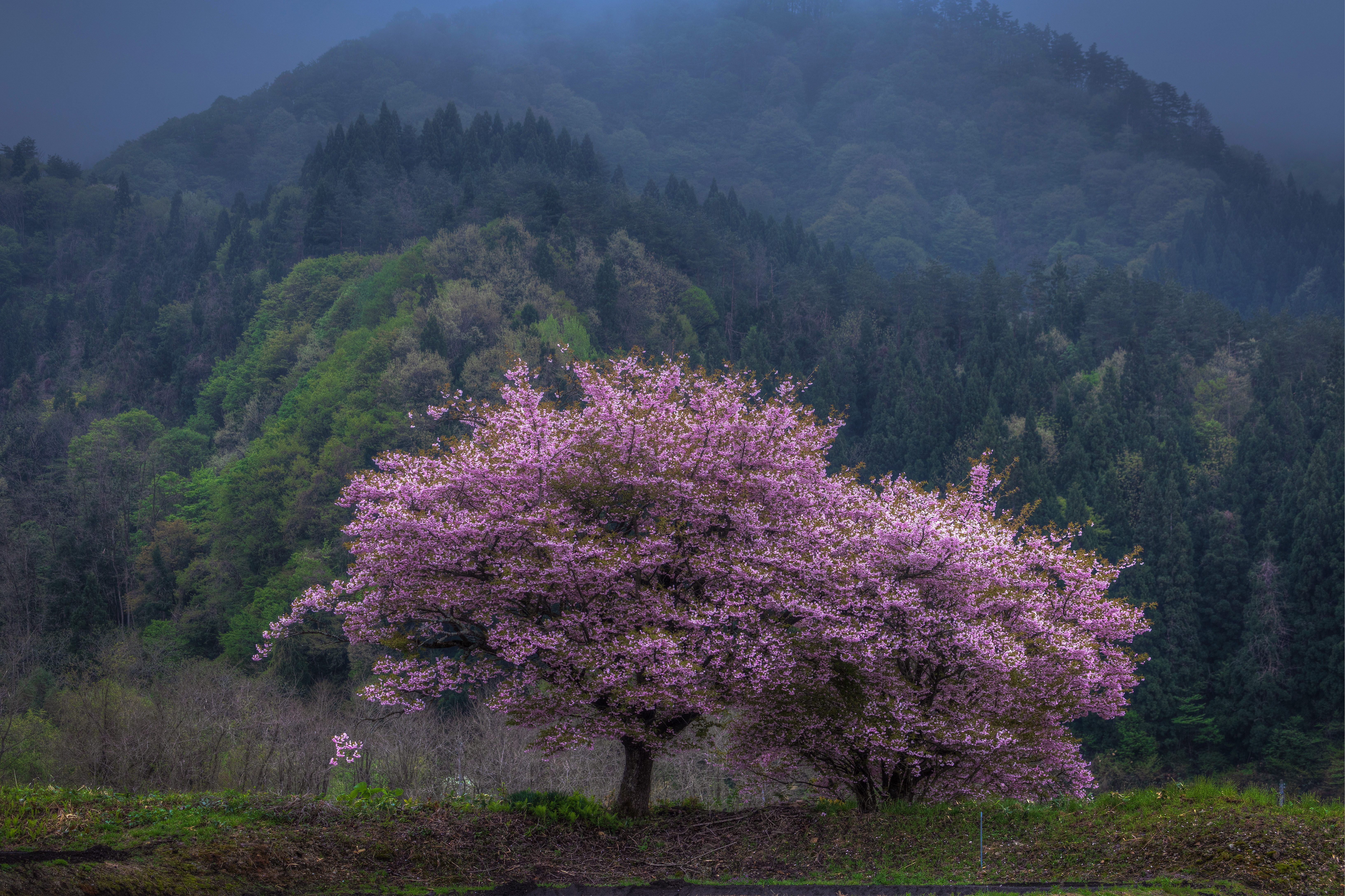 ひっそりと咲く山桜の写真を無料ダウンロード フリー素材 ぱくたそ ひっそりと咲く山桜の写真を無料ダウンロード フリー素材 ぱくたそ