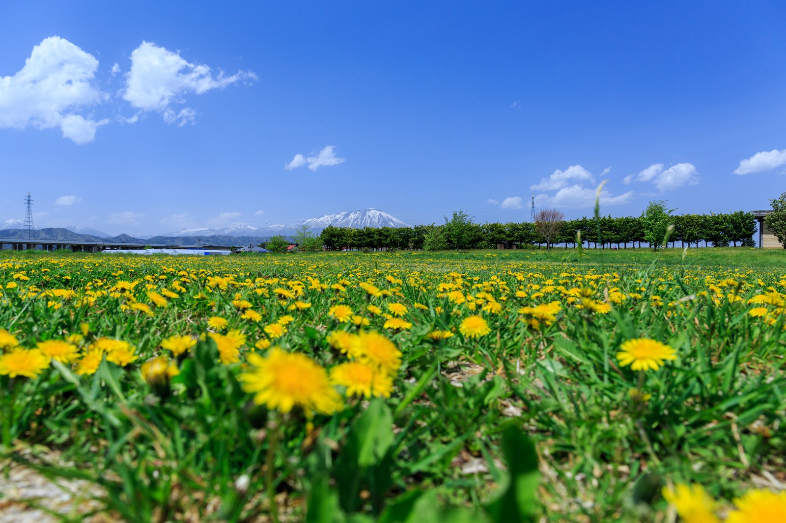 たんぽぽと岩手山の写真 画像 フリー素材 ぱくたそ