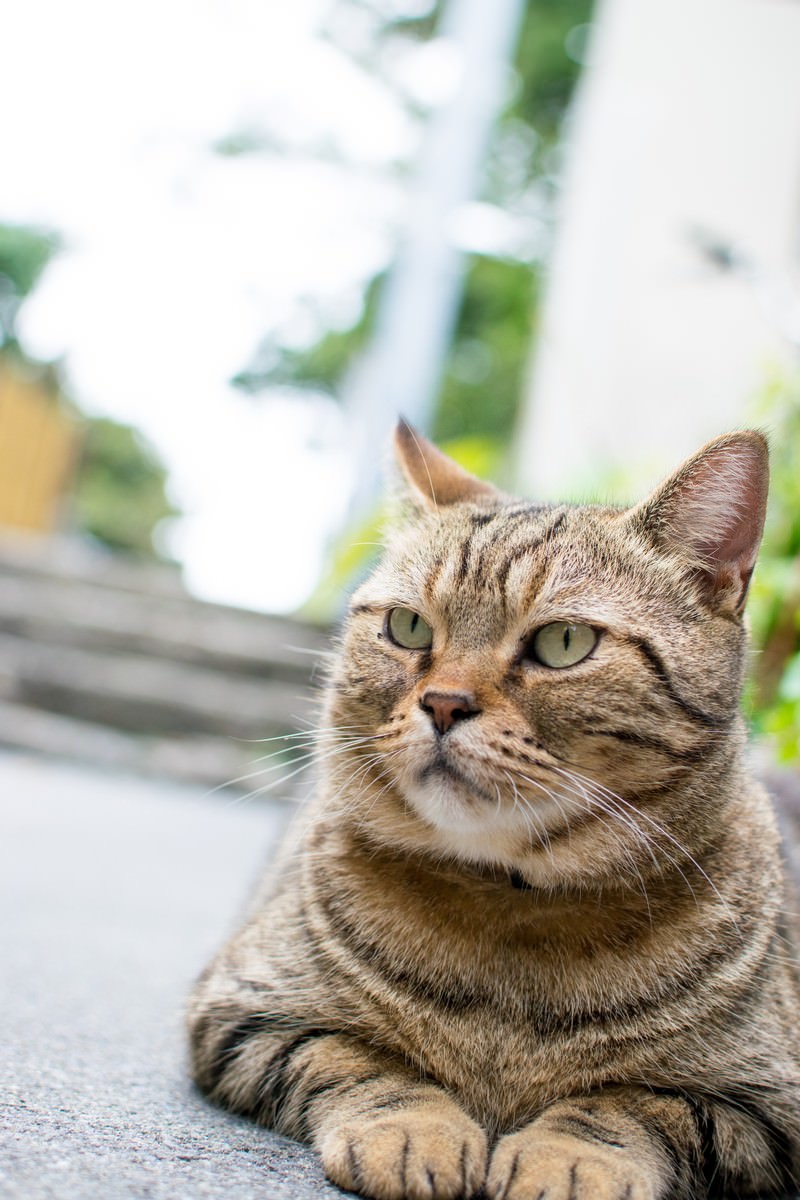ボス風格の野良猫の写真を無料ダウンロード フリー素材 ぱくたそ