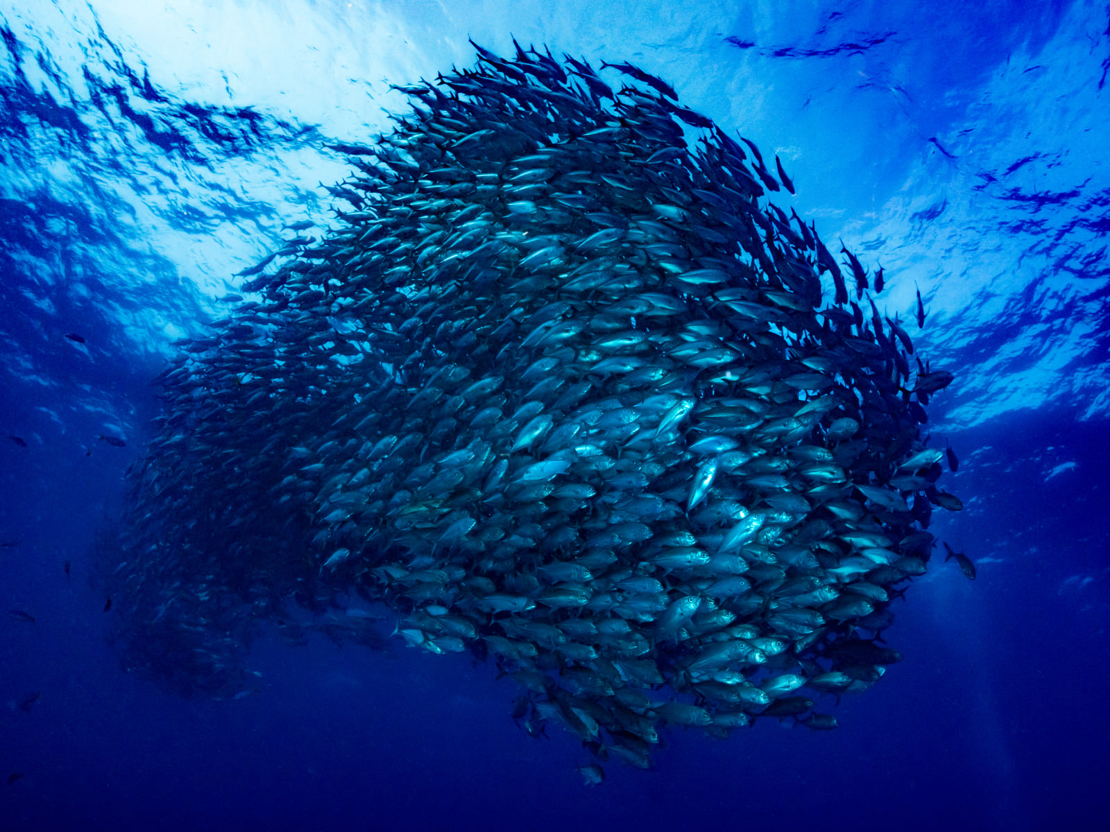 「群れで泳ぐギンガメアジ | フリー素材のぱくたそ」の写真