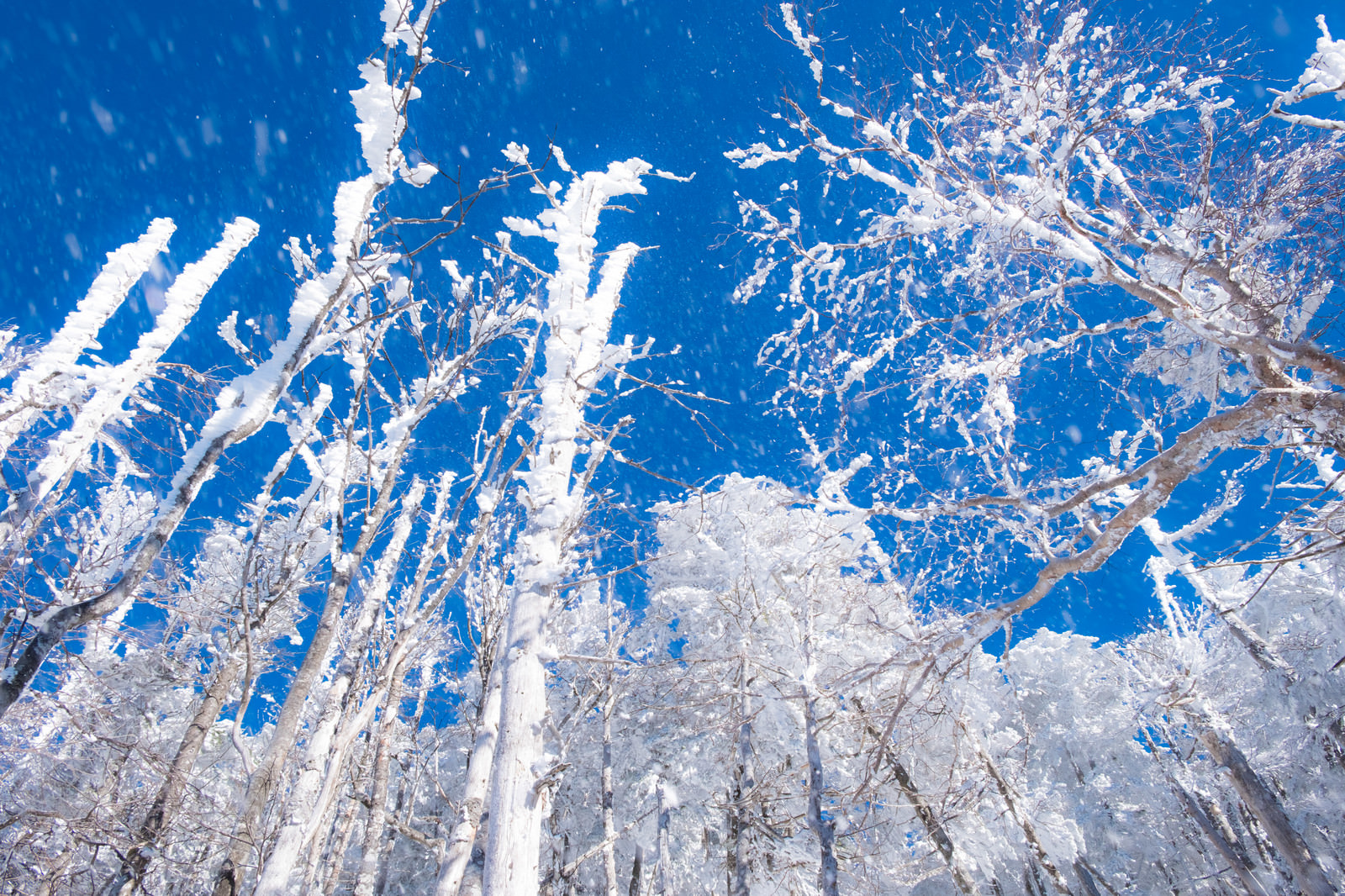 無料ダウンロード雪 フリー 美しい花の画像 無料ダウンロード雪 フリー 美しい花の画像
