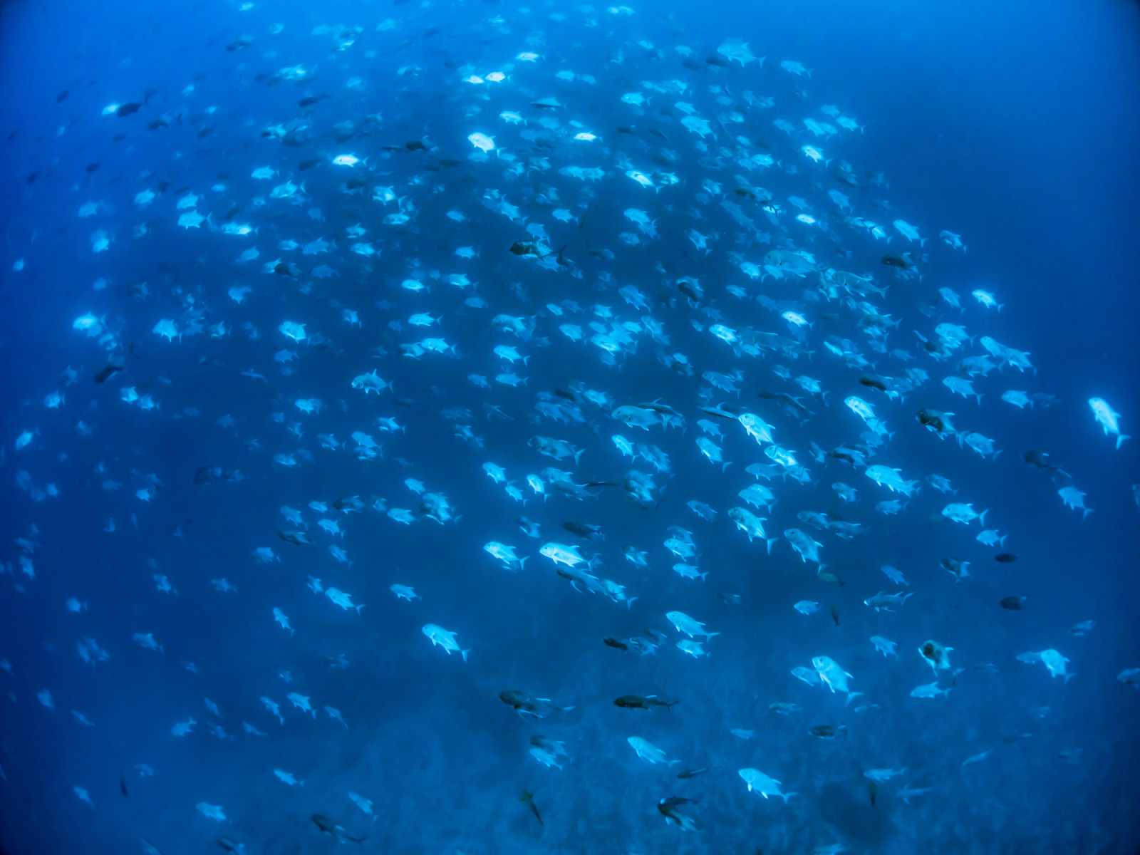 「海中の魚群（スキューバダイビング） | フリー素材のぱくたそ」の写真