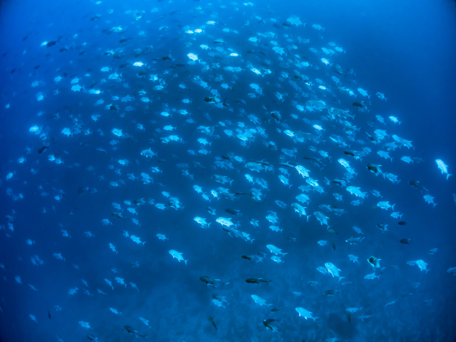 海中の魚群 スキューバダイビング のフリー素材 ぱくたそ