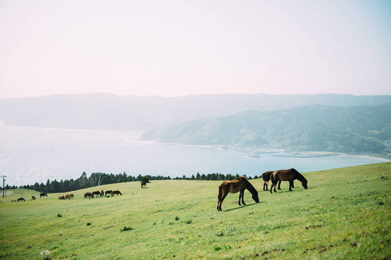 宮崎県の都井岬と馬の写真素材 ぱくたそ