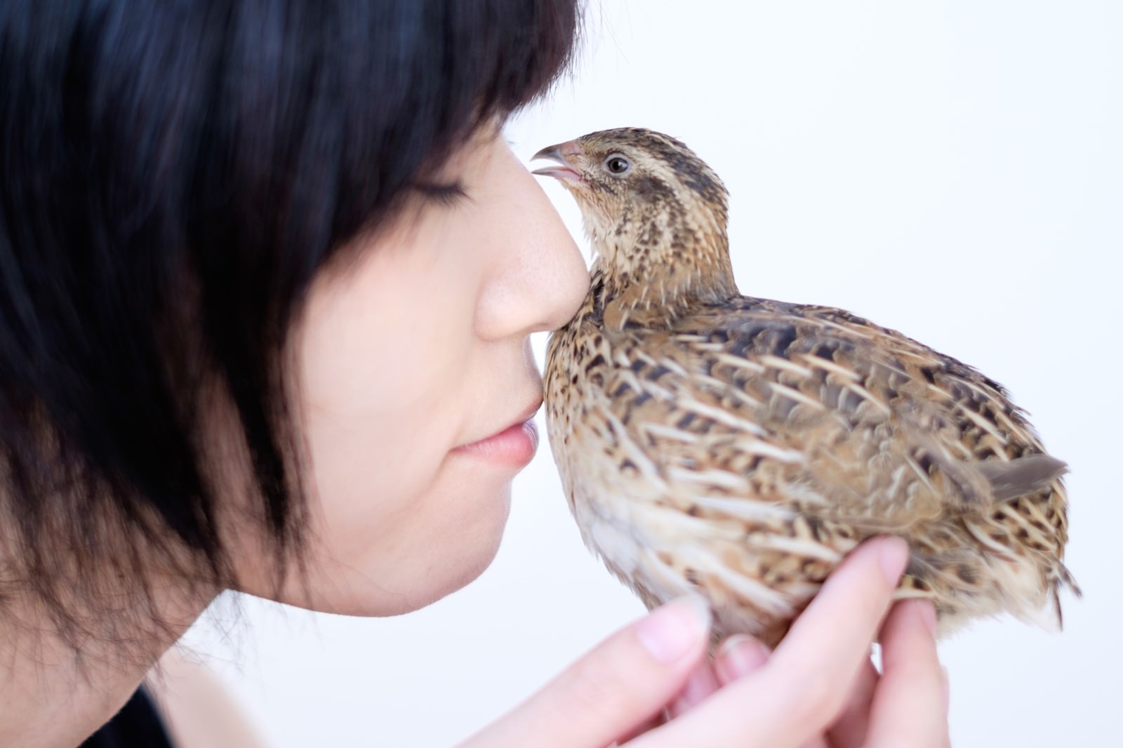 手の上にちょこっと乗ったうずらと女性の写真 画像 フリー素材 ぱくたそ