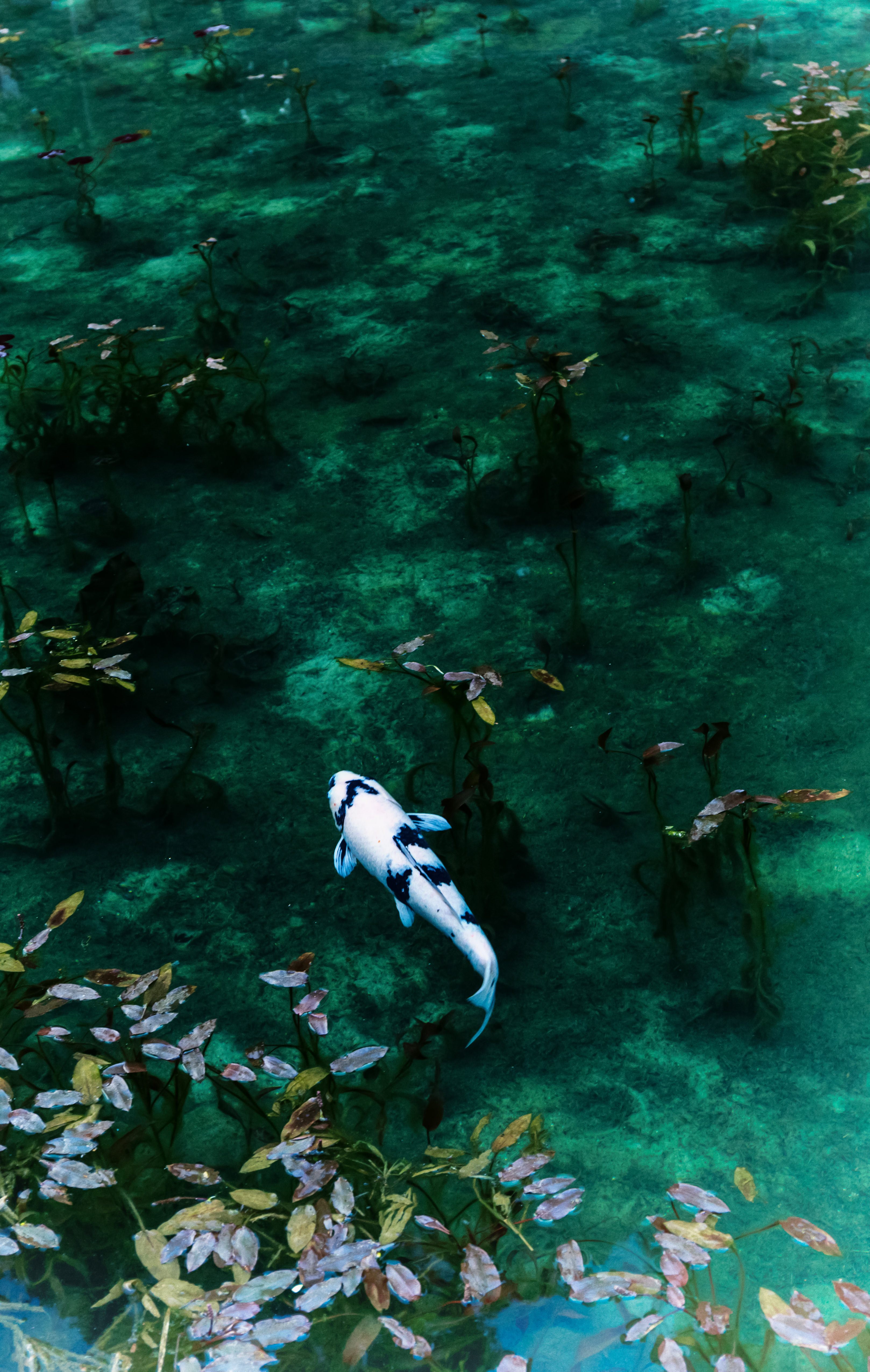 モネの池の鯉の写真 画像 を無料ダウンロード フリー素材のぱくたそ