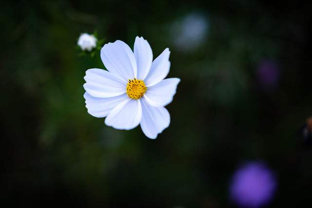 白い花弁のコスモスの写真