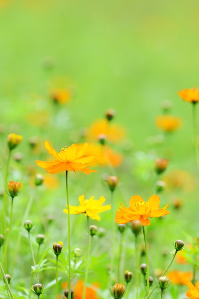 キバナコスモスの花の無料の写真素材 フリー素材 をダウンロード ぱくたそ キバナコスモスの花の無料の写真素材 フリー素材 をダウンロード ぱくたそ