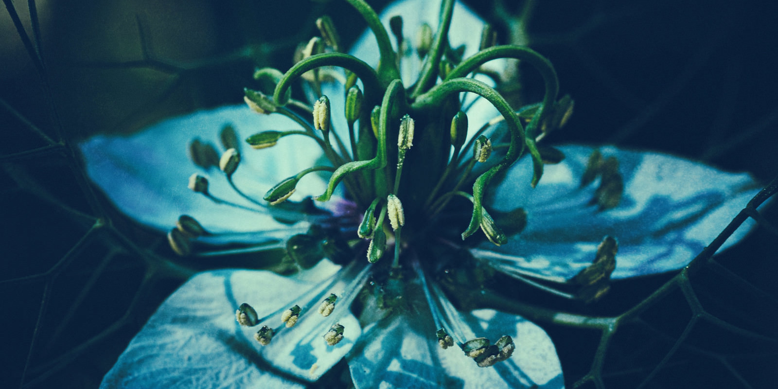 「しだれ落ちる花糸と葯」の写真
