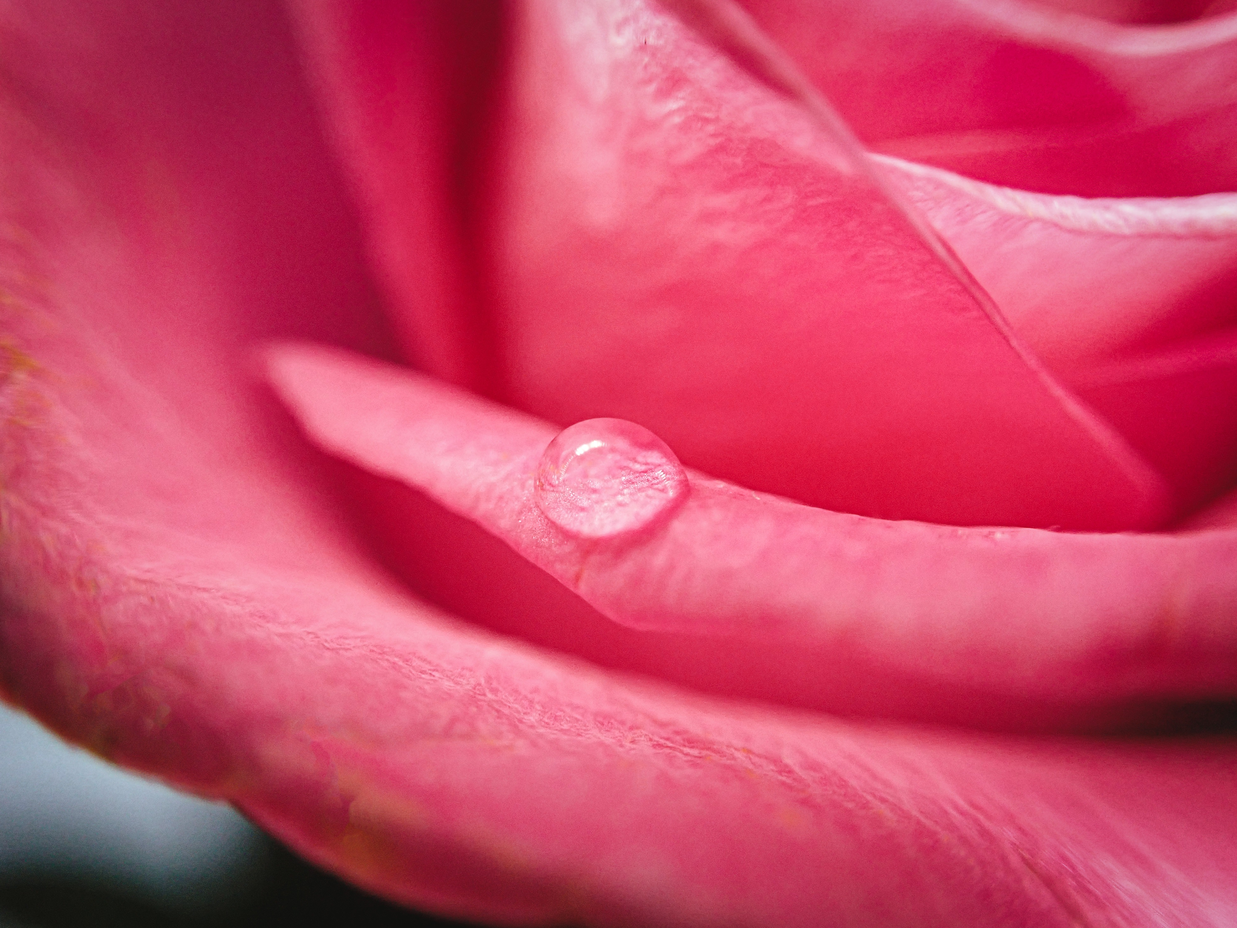 薔薇の水滴の写真を無料ダウンロード フリー素材 ぱくたそ 薔薇の水滴の写真を無料ダウンロード フリー素材 ぱくたそ