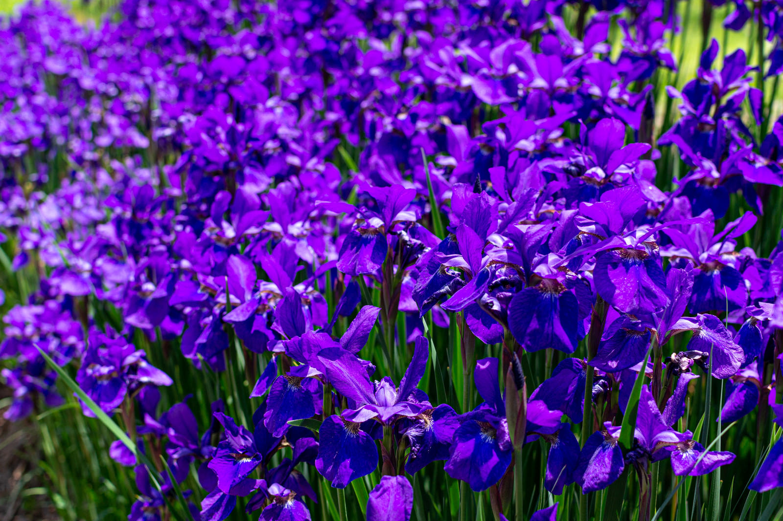 無数に咲く紫色の花の写真素材 ぱくたそ