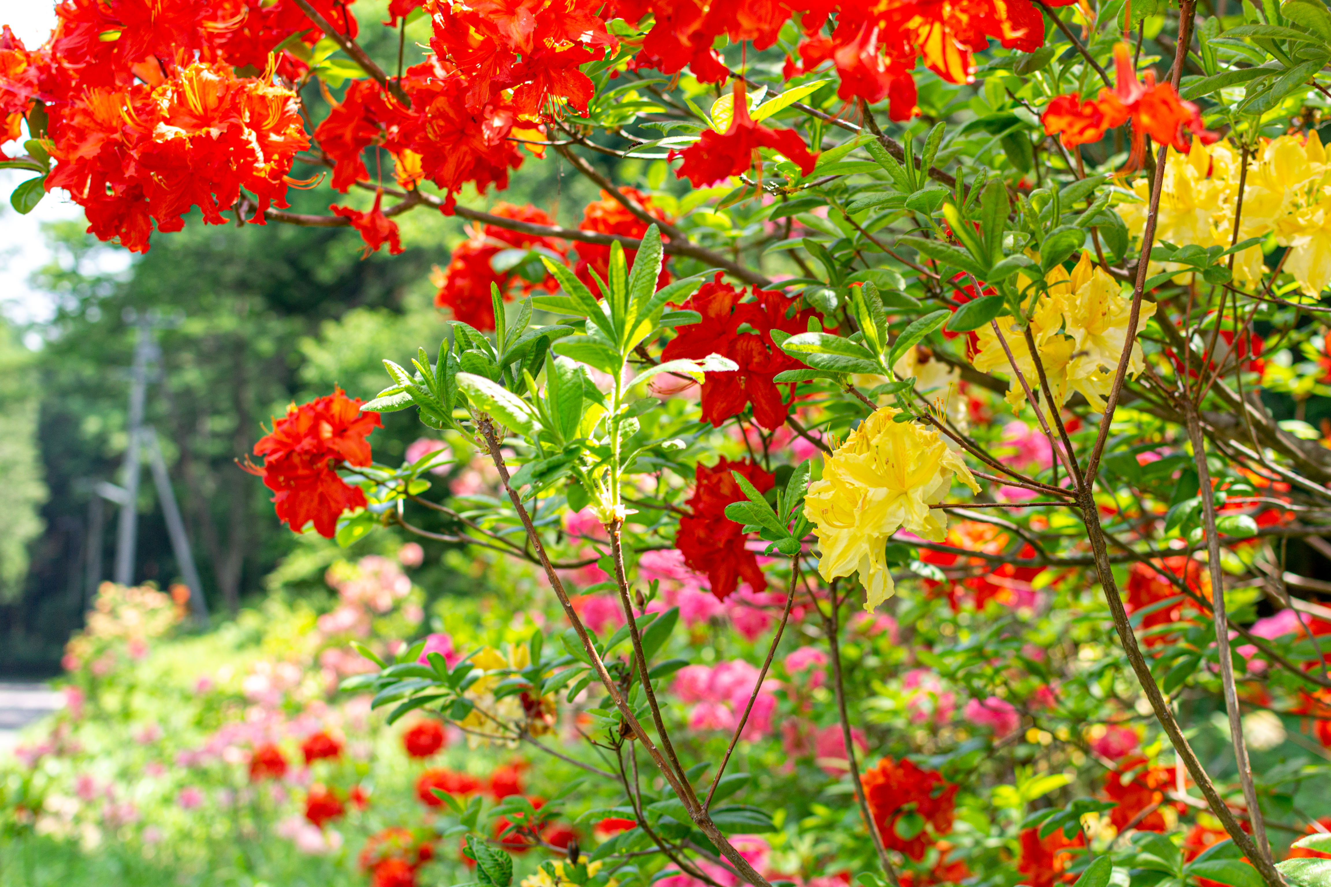 色鮮やかなアザレア 西洋ツツジ の写真素材 ぱくたそ