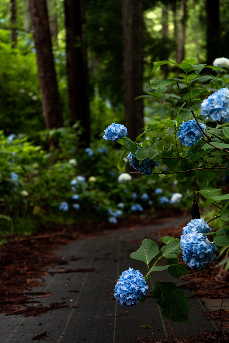 「遊歩道沿いに咲く紫陽花（アジサイ公園） | フリー素材のぱくたそ」の写真