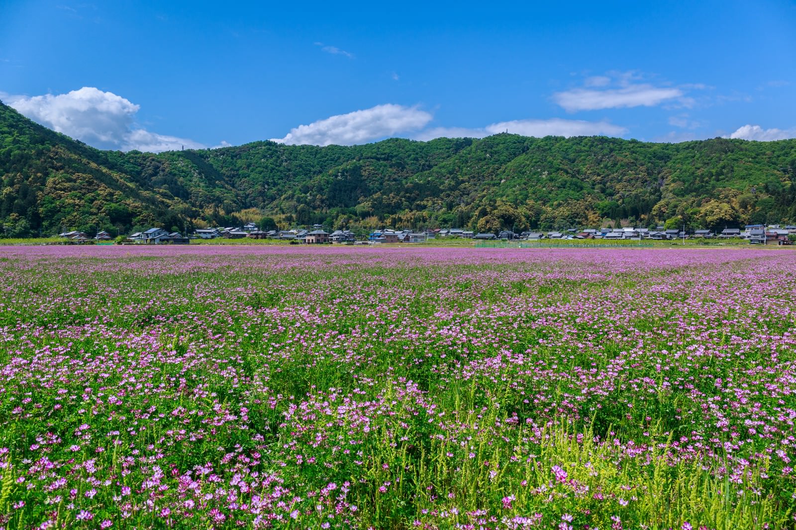 レンゲ畑と民家の写真を無料ダウンロード フリー素材 ぱくたそ レンゲ畑と民家の写真を無料ダウンロード フリー素材 ぱくたそ