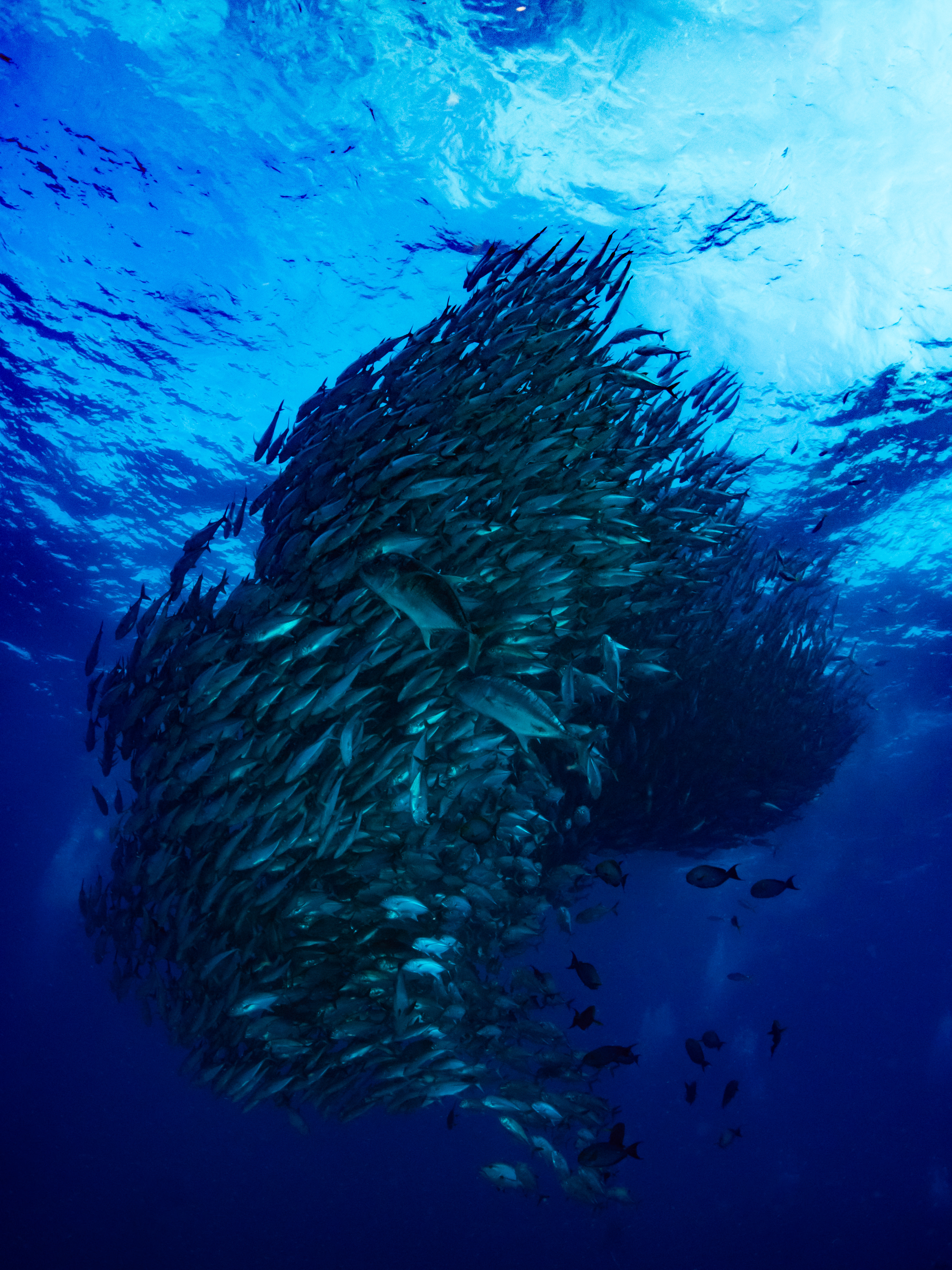 ギンガメアジの魚群トルネードの写真素材 ぱくたそ