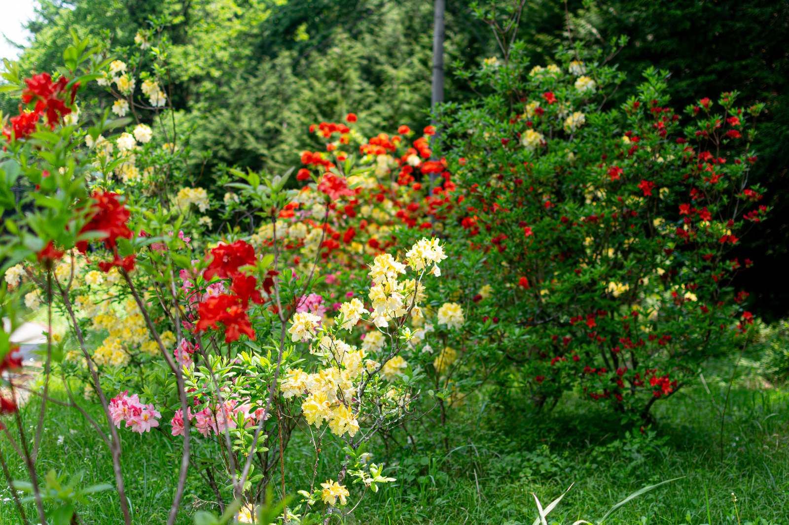 「丘に咲くアザレア（西洋ツツジ）」の写真
