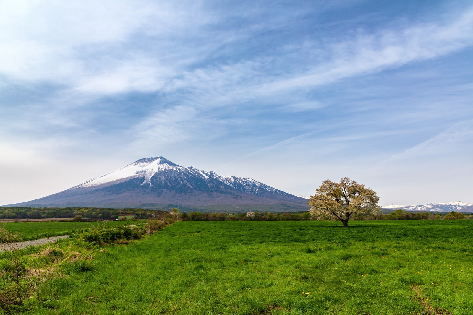 「岩手山と一本桜」の写真