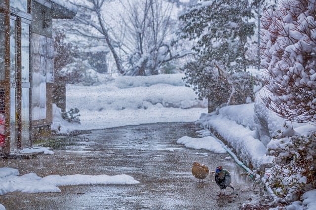 キジ夫婦「めっちゃ雪降ってきた」