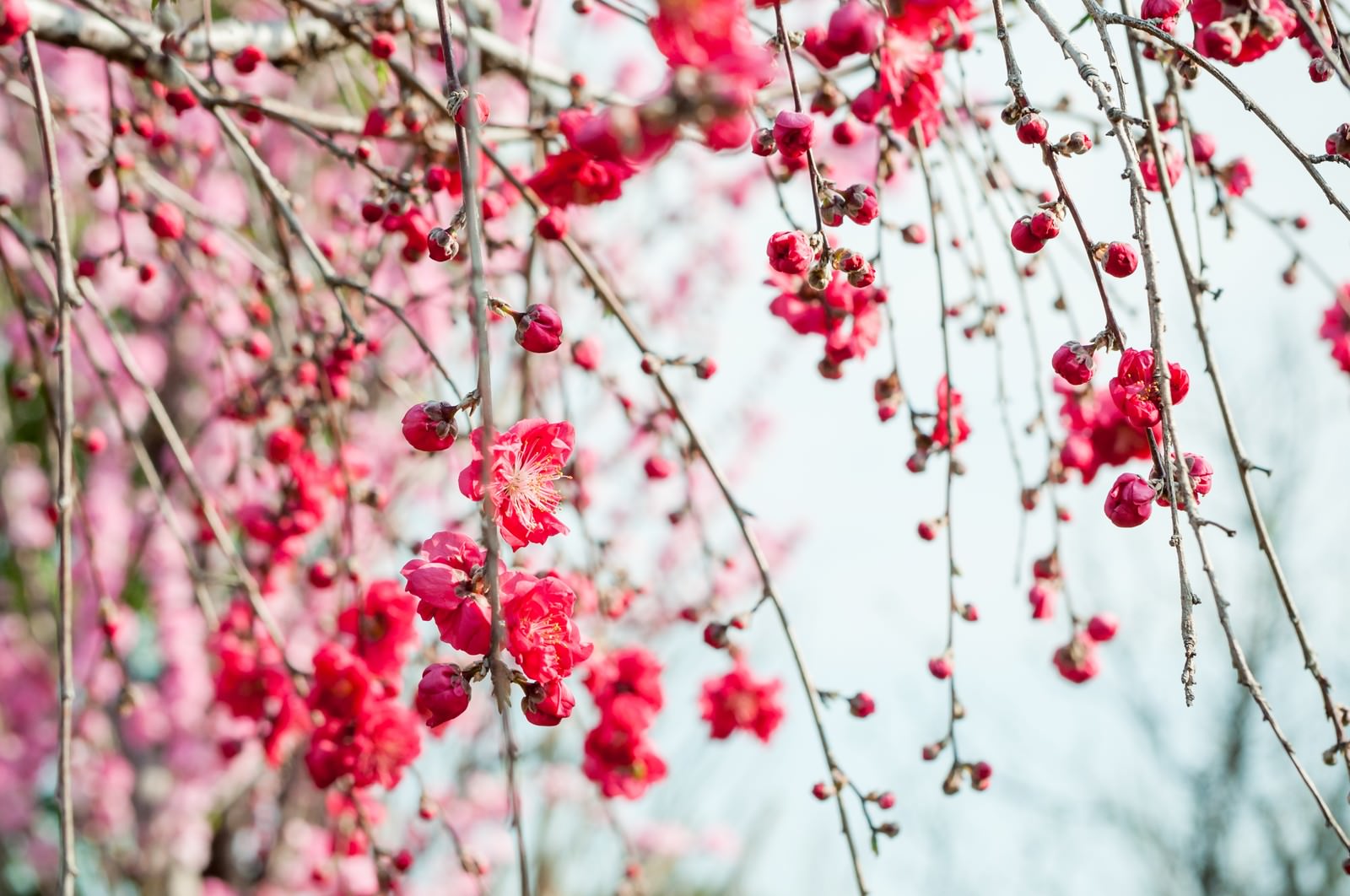 癒し効果抜群 花をモチーフにした高画質壁紙画像30選 写真まとめサイト Pictas