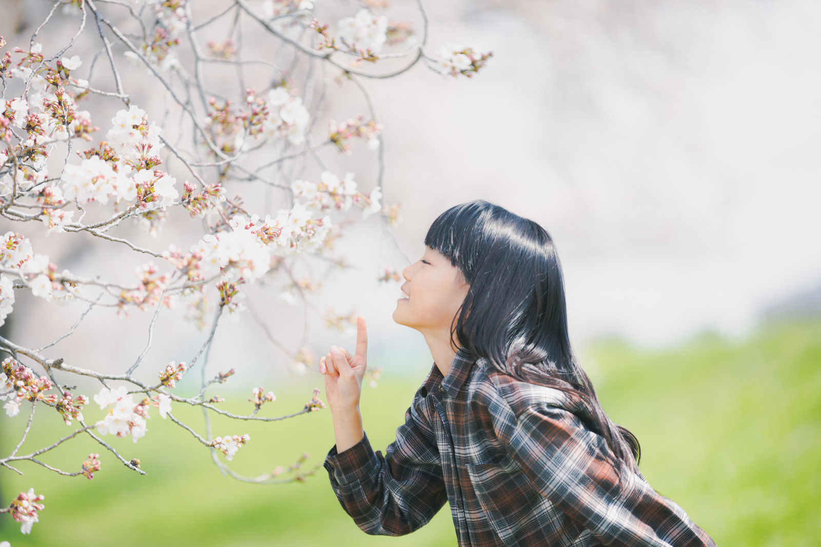 開花した桜の花の香りを嗅ぐ女の子の写真素材 ぱくたそ