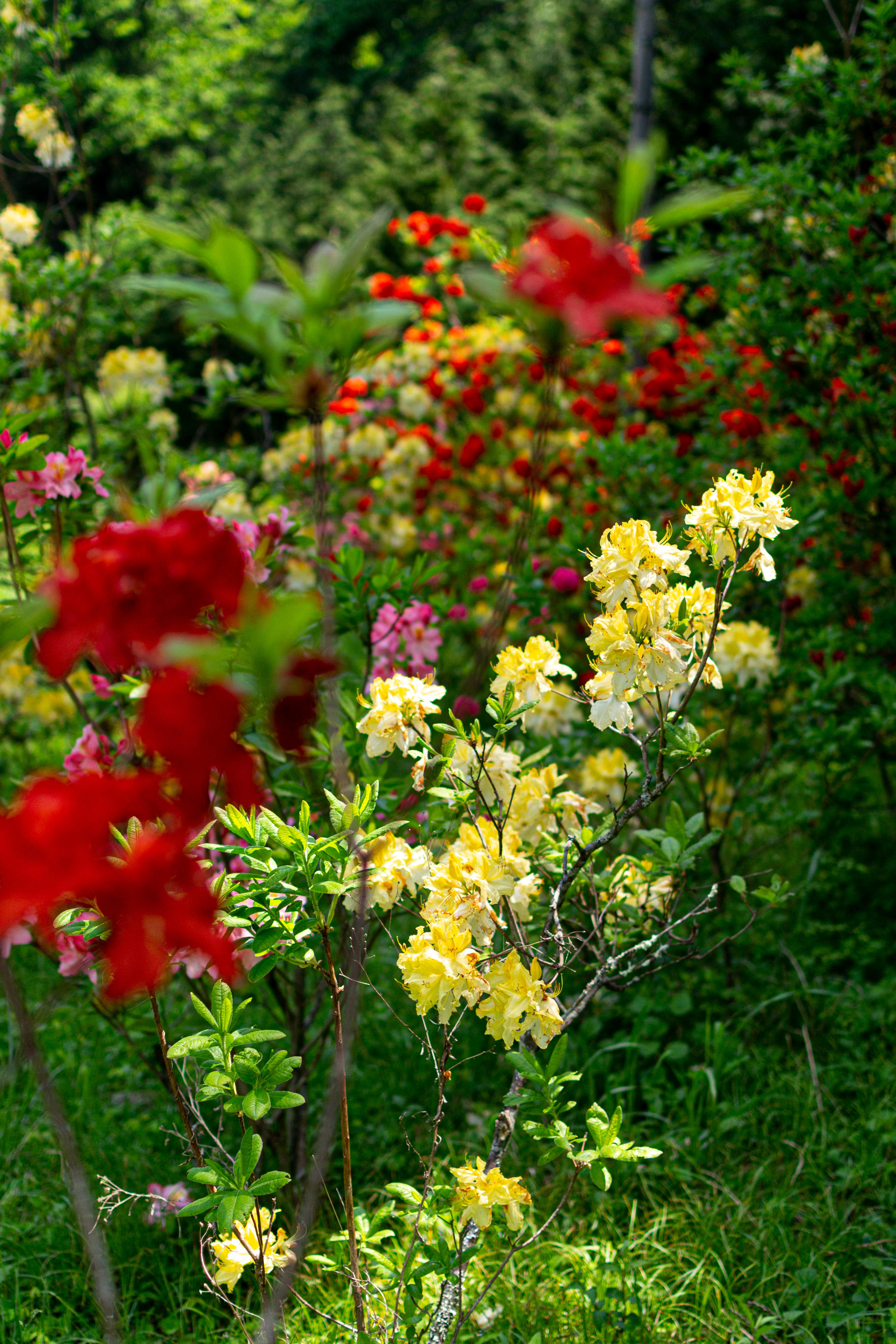 日を浴びるアザレア 西洋ツツジ の写真を無料ダウンロード フリー素材 ぱくたそ