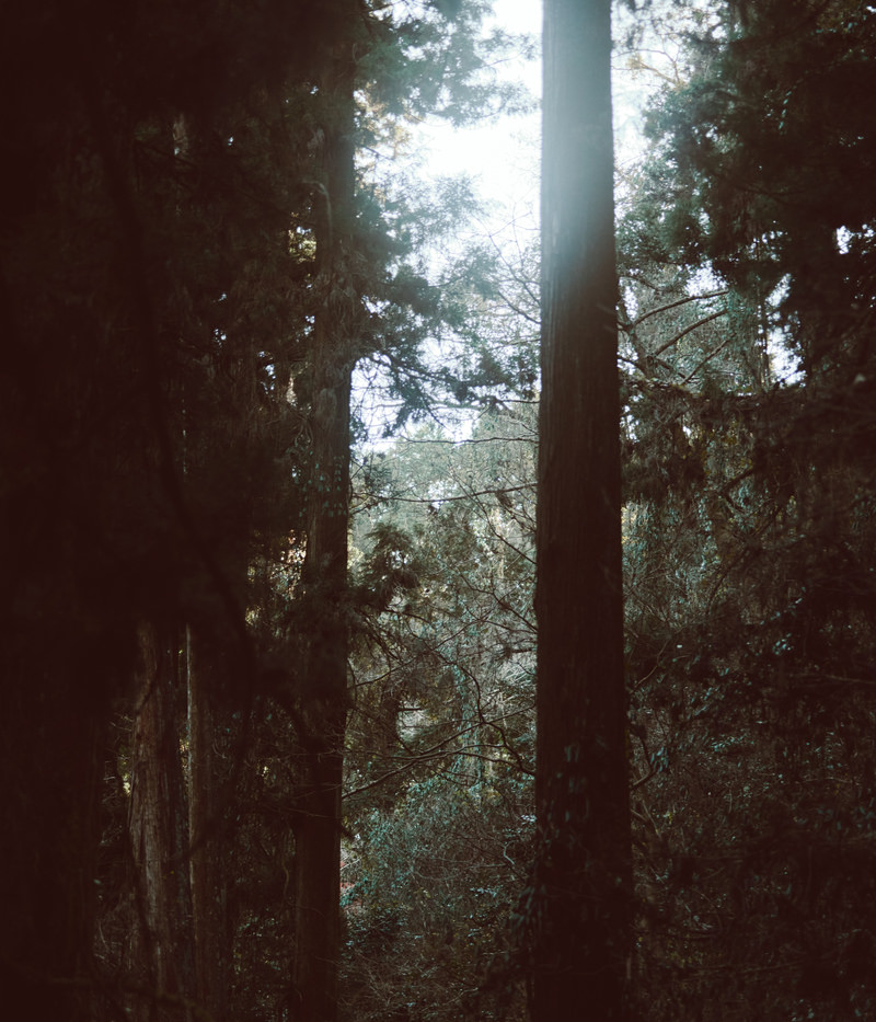「陽が差し込む森 | フリー素材のぱくたそ」の写真