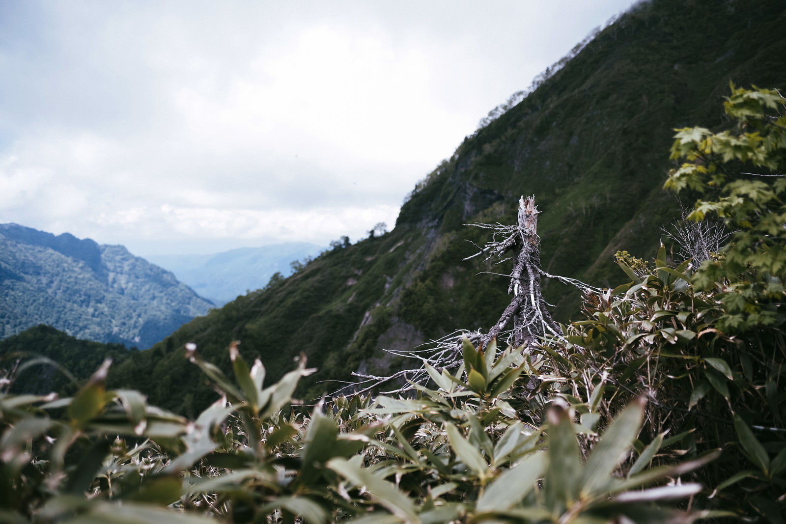 「枯れた木が立ち続ける笹に包まれた高妻山斜面 | フリー素材のぱくたそ」の写真