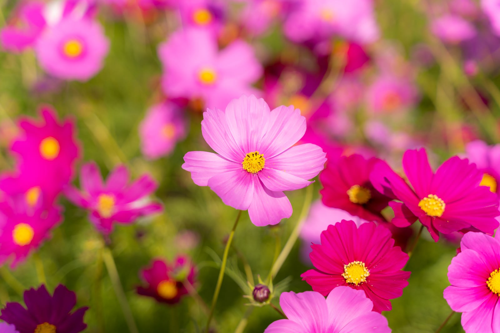 開花を始めたコスモスの写真素材 ぱくたそ