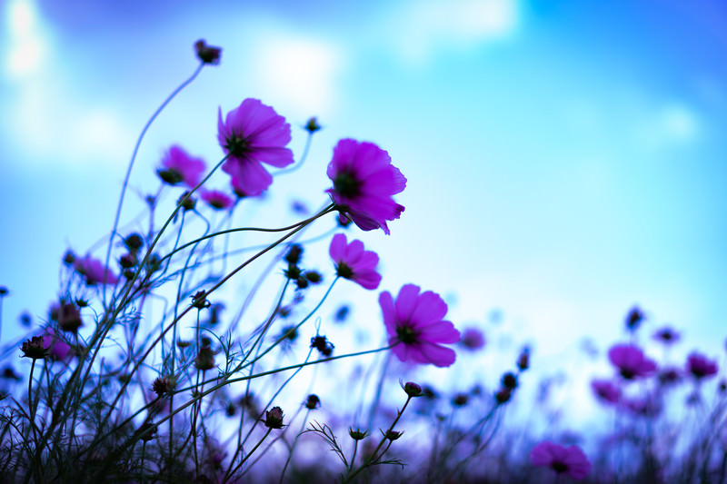 風に揺れるコスモスの写真素材 ぱくたそ