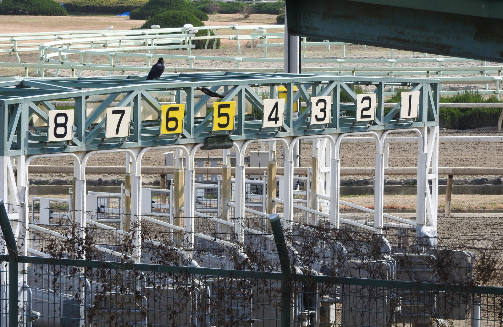 競馬場ゲートに止まるカラスの写真を無料ダウンロード フリー素材 ぱくたそ