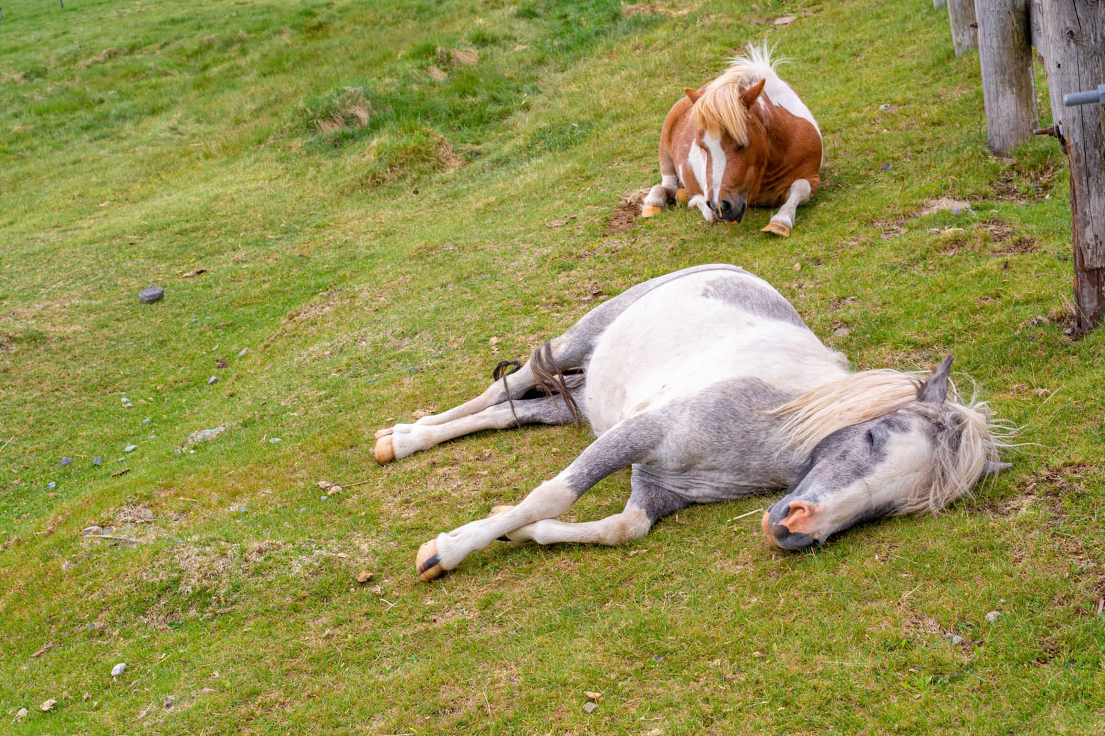 「お疲れ気味の馬」の写真