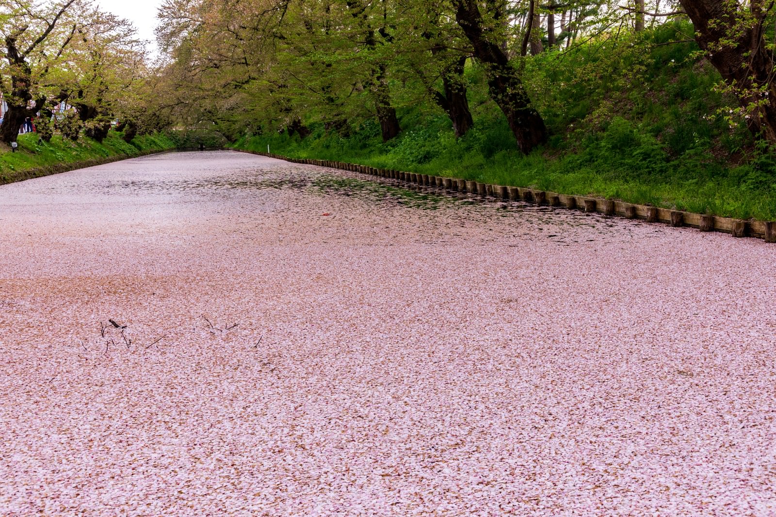 弘前公園の花筏の写真 画像 フリー素材 ぱくたそ